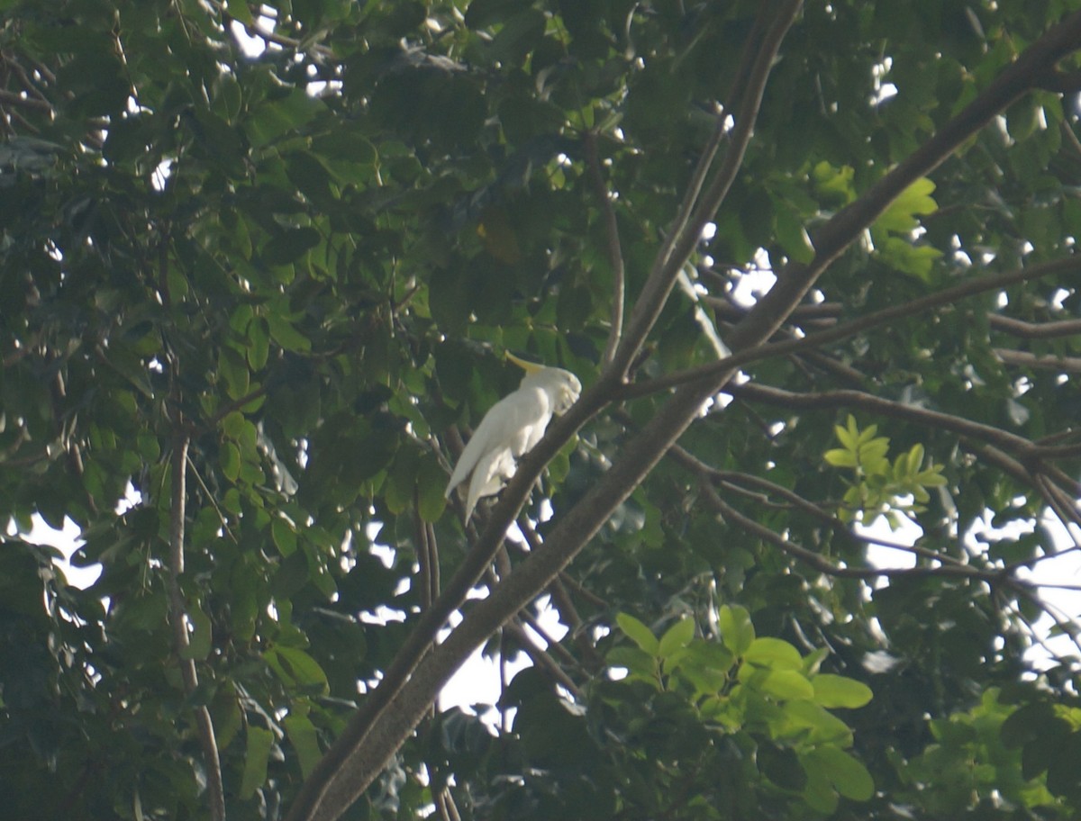 Yellow-crested Cockatoo - ML634085329