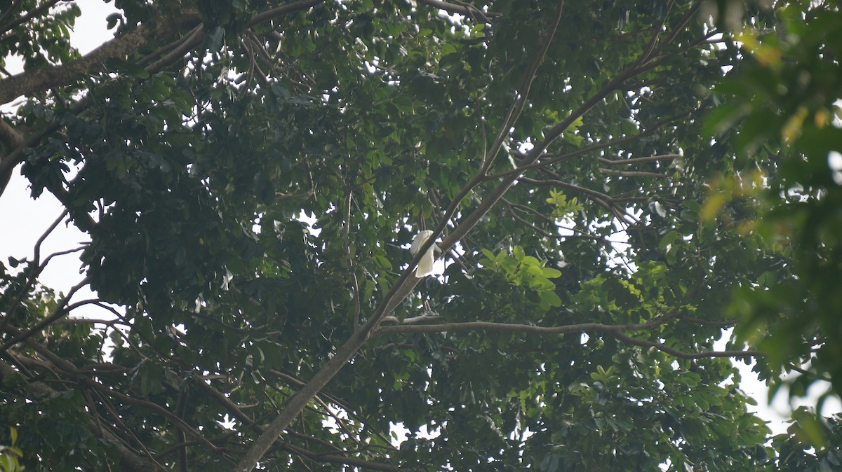 Yellow-crested Cockatoo - ML634085330