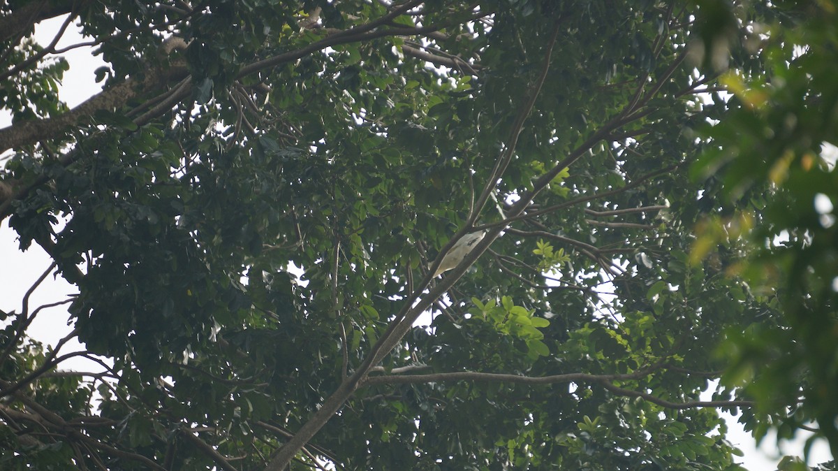 Yellow-crested Cockatoo - ML634085331