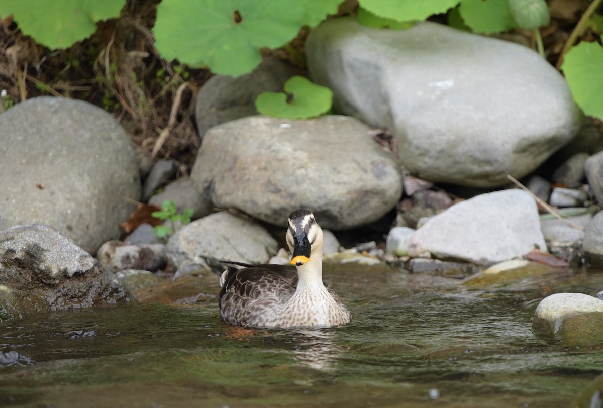 Eastern Spot-billed Duck - ML634085339
