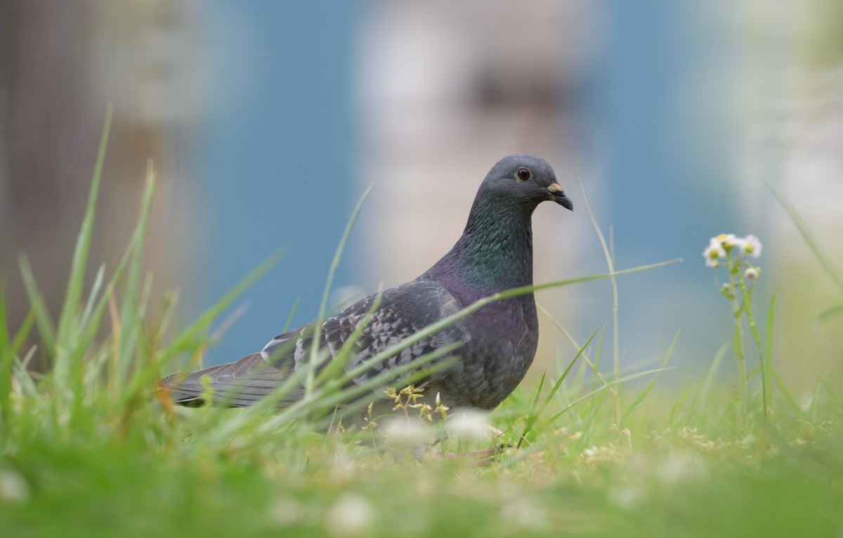 Rock Pigeon (Feral Pigeon) - ML634085343