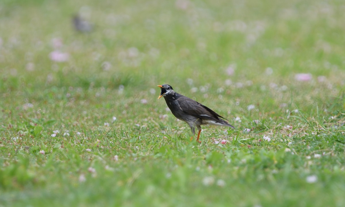 White-cheeked Starling - ML634085348
