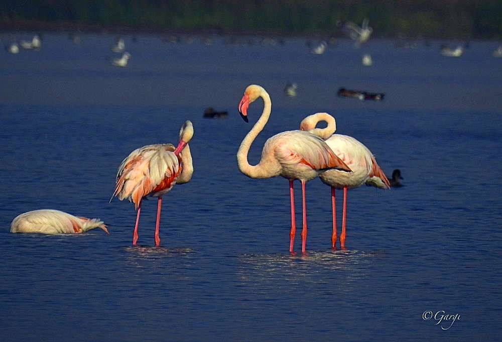 Greater Flamingo - ML634085350