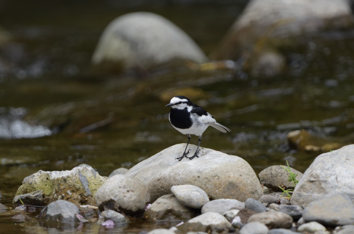 White Wagtail - ML634085360