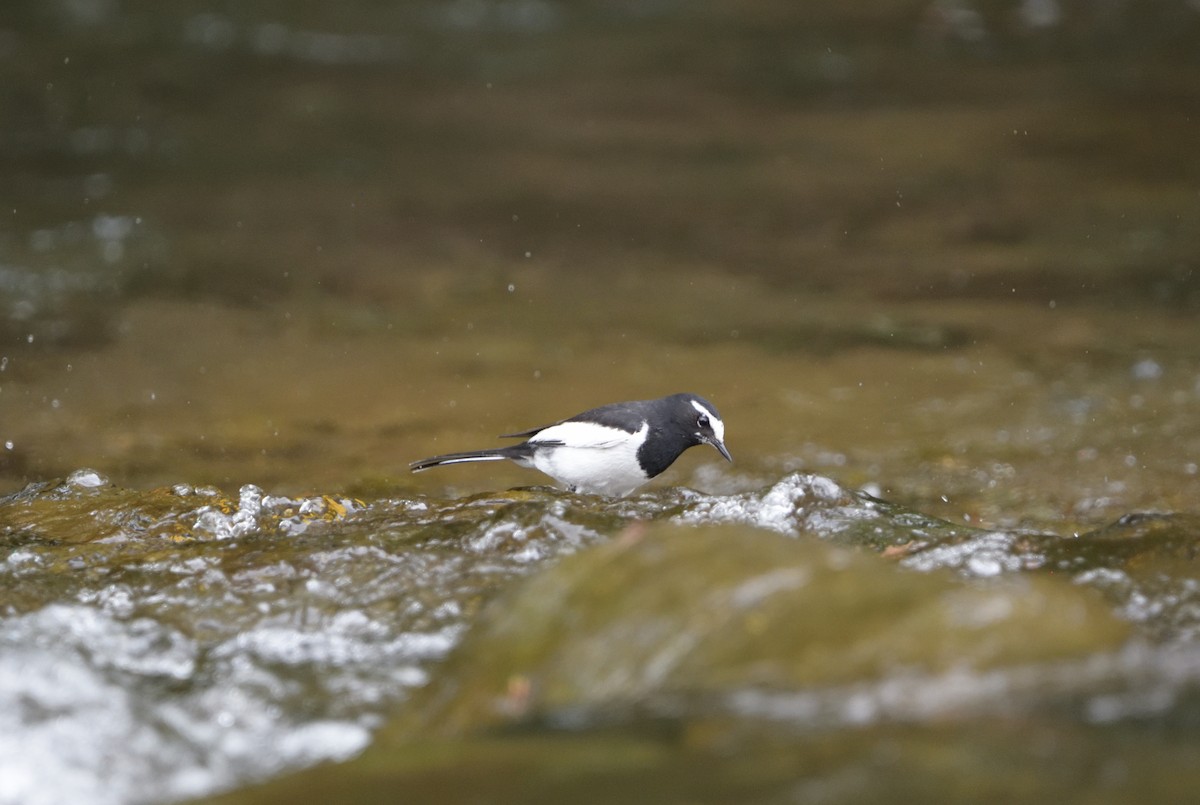 Japanese Wagtail - ML634085374