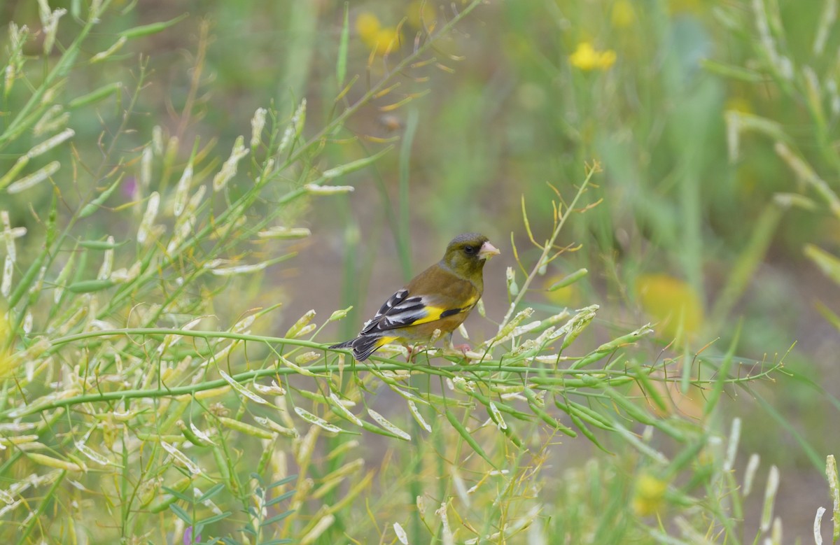 Oriental Greenfinch - ML634085406