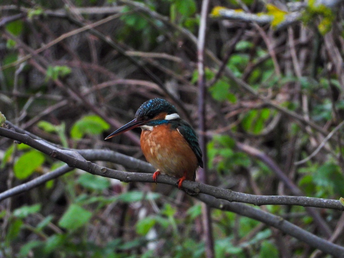翠鳥 - ML634085423