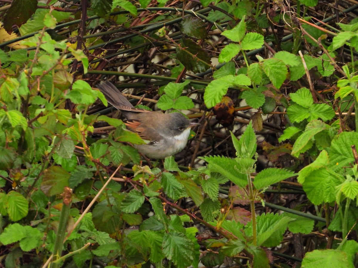 Greater Whitethroat - ML634085446