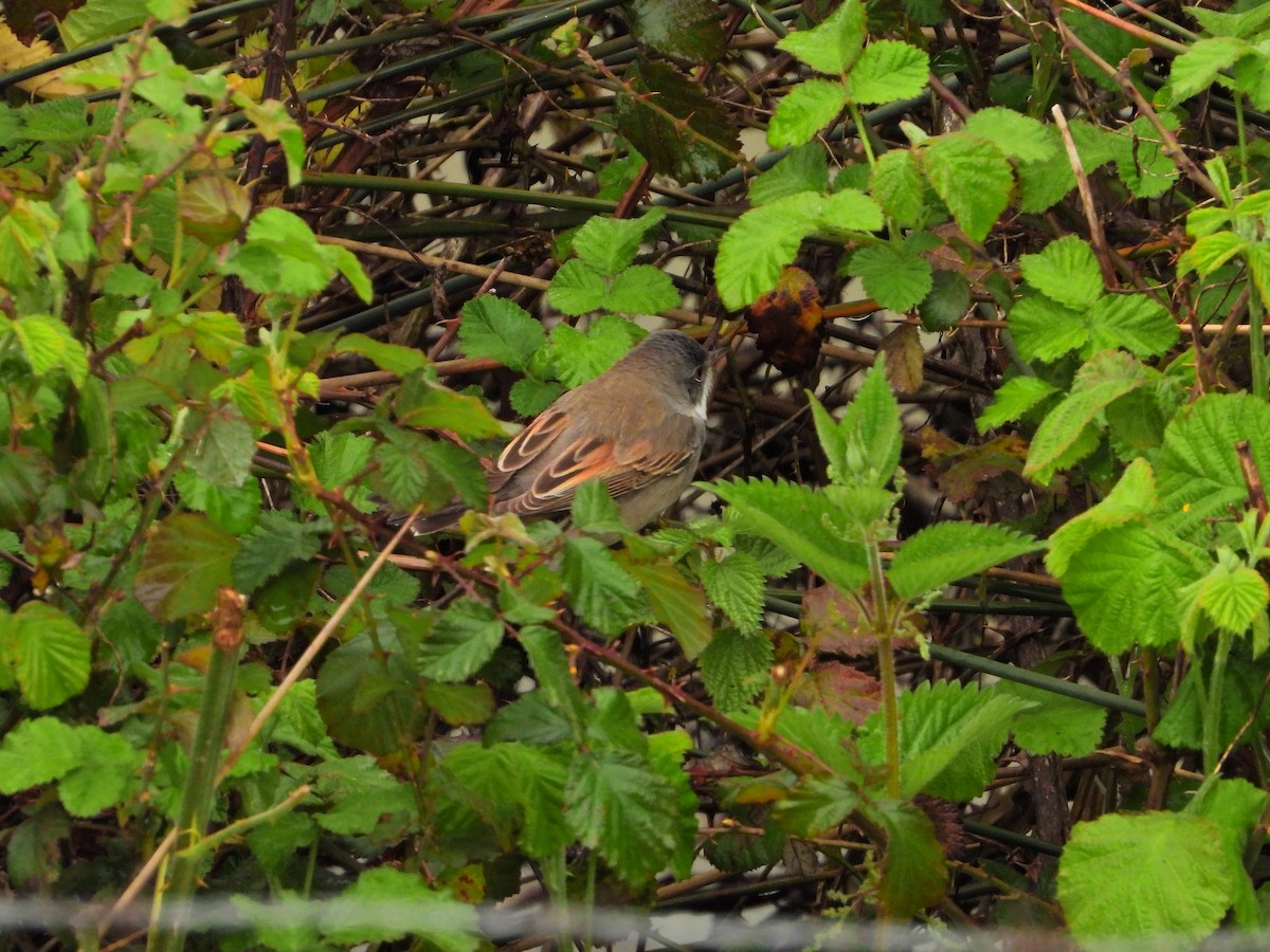 Greater Whitethroat - ML634085451