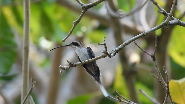 Pale-bellied Hermit - ML634085460