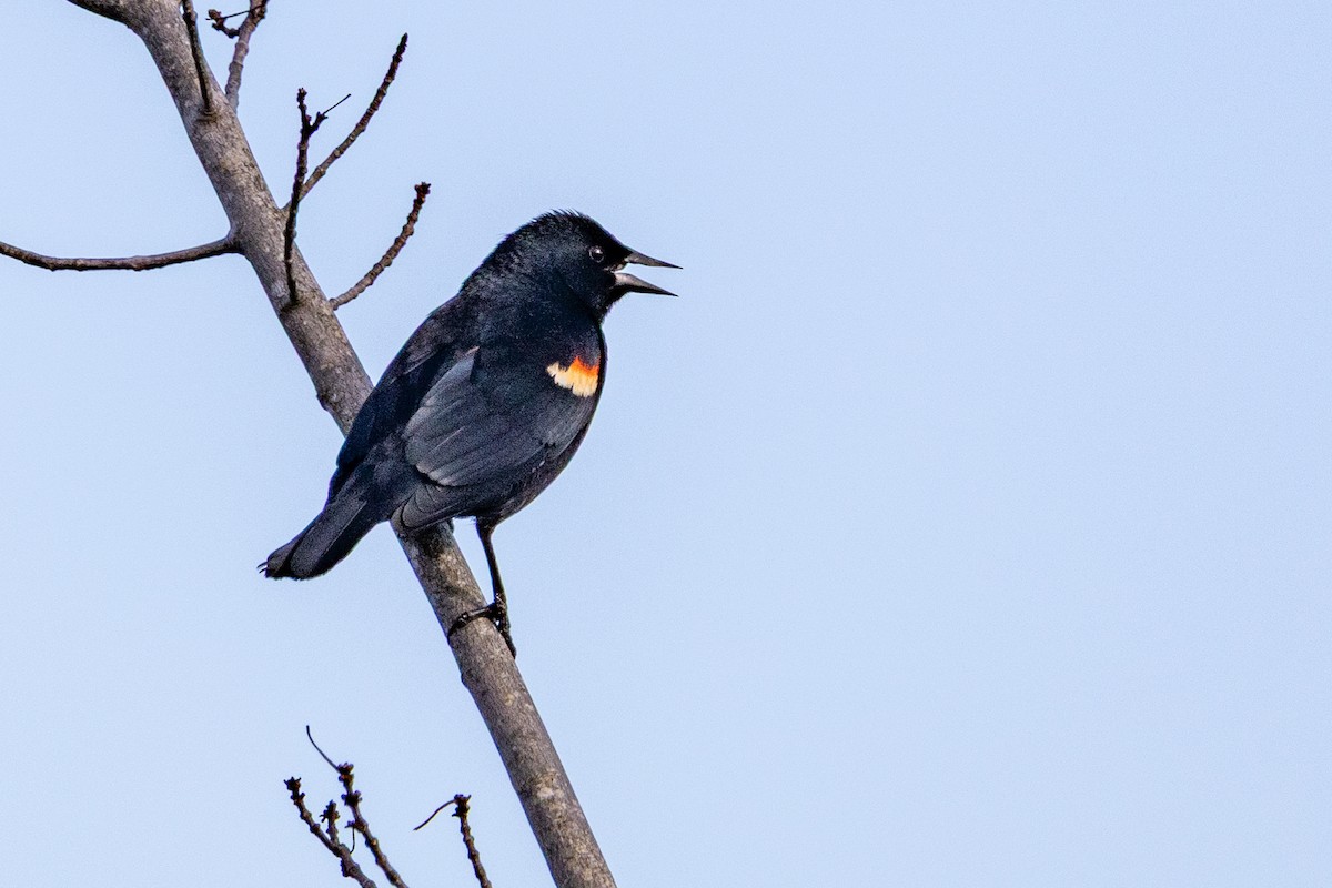 Red-winged Blackbird - ML634085469