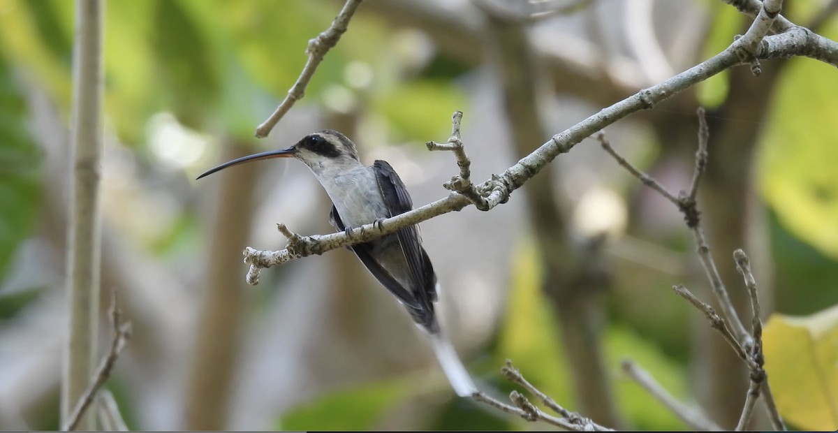 Pale-bellied Hermit - ML634085474