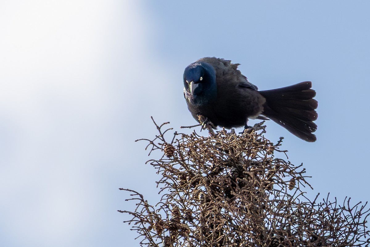 Common Grackle - ML634085476