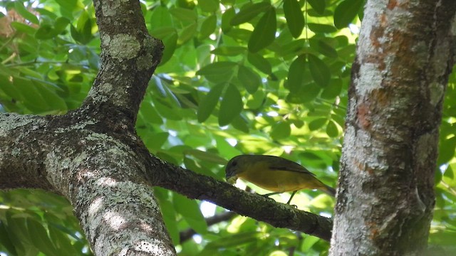Thick-billed Euphonia - ML634085586