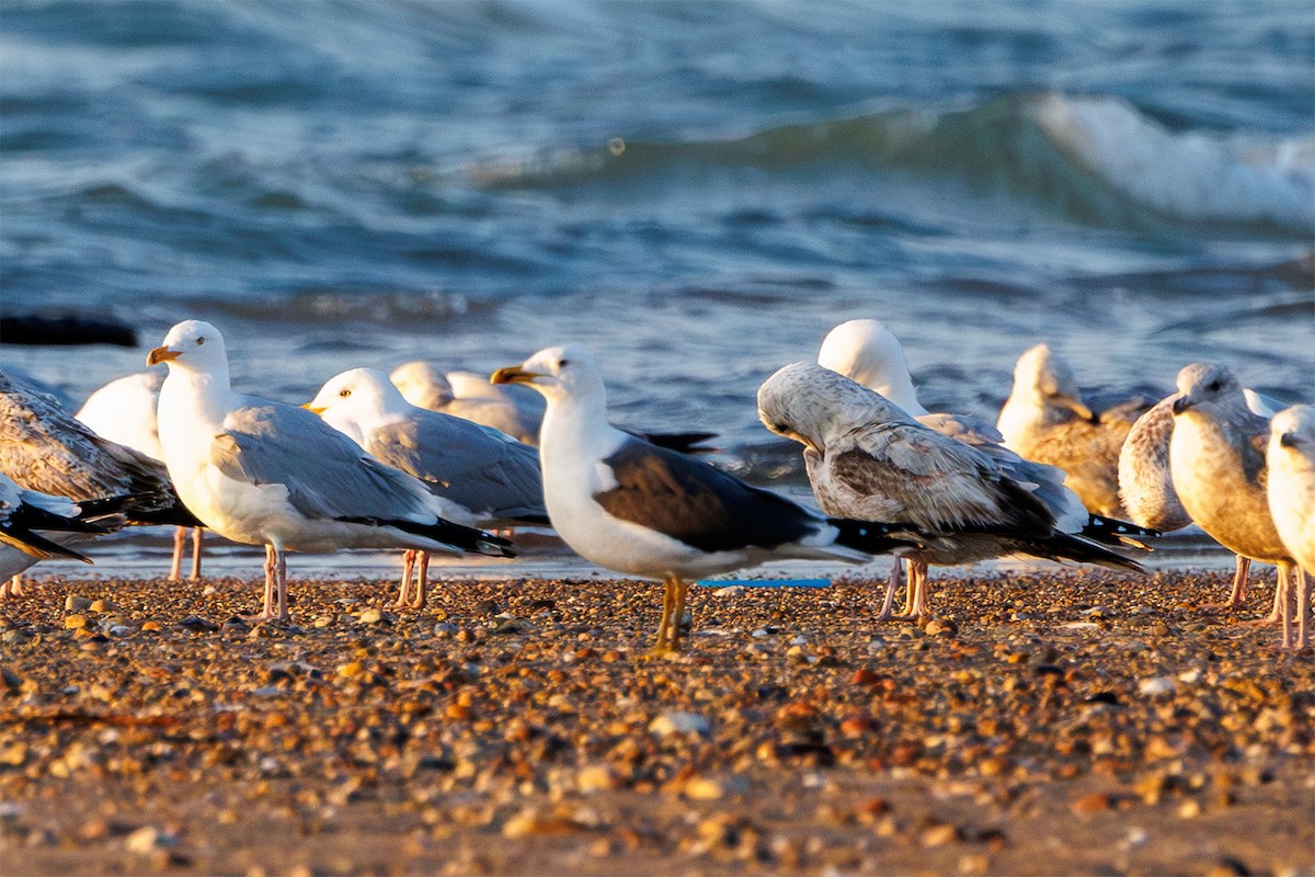 Lesser Black-backed Gull - ML634085660