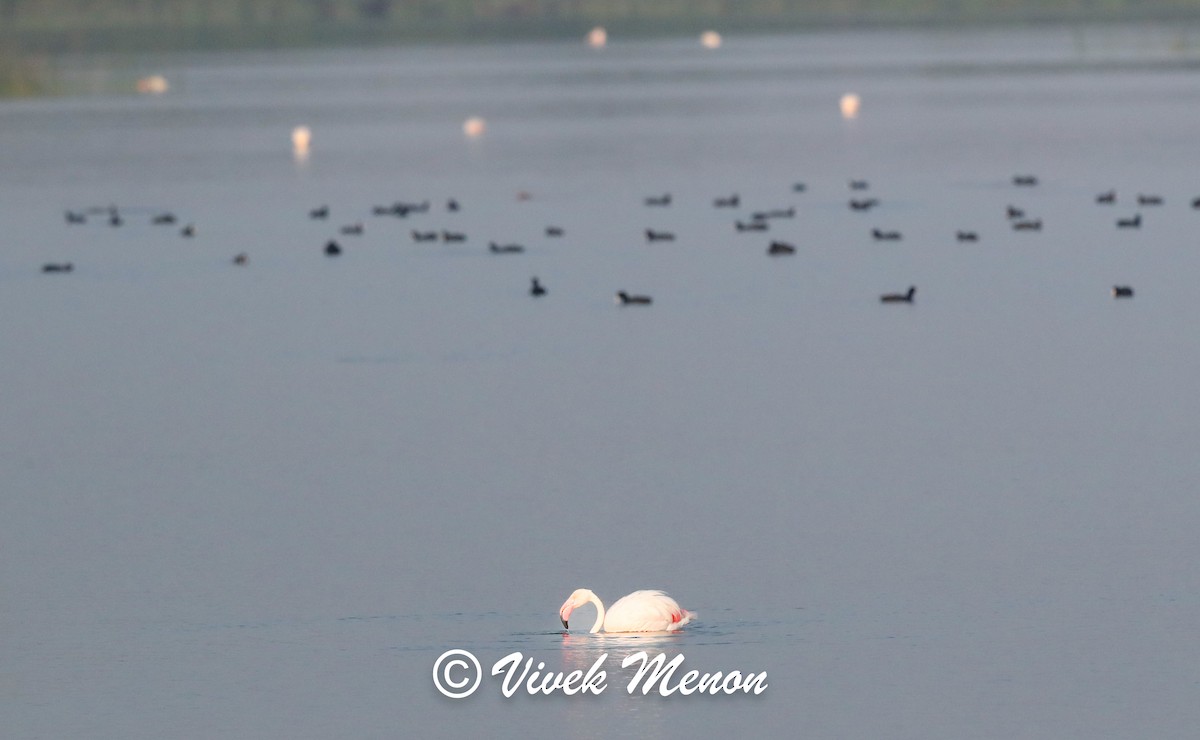 Greater Flamingo - ML634085681