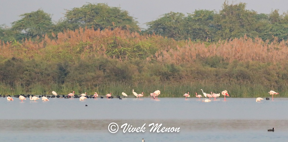 Greater Flamingo - ML634085683