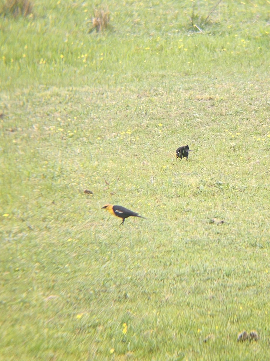Yellow-headed Blackbird - ML634085720