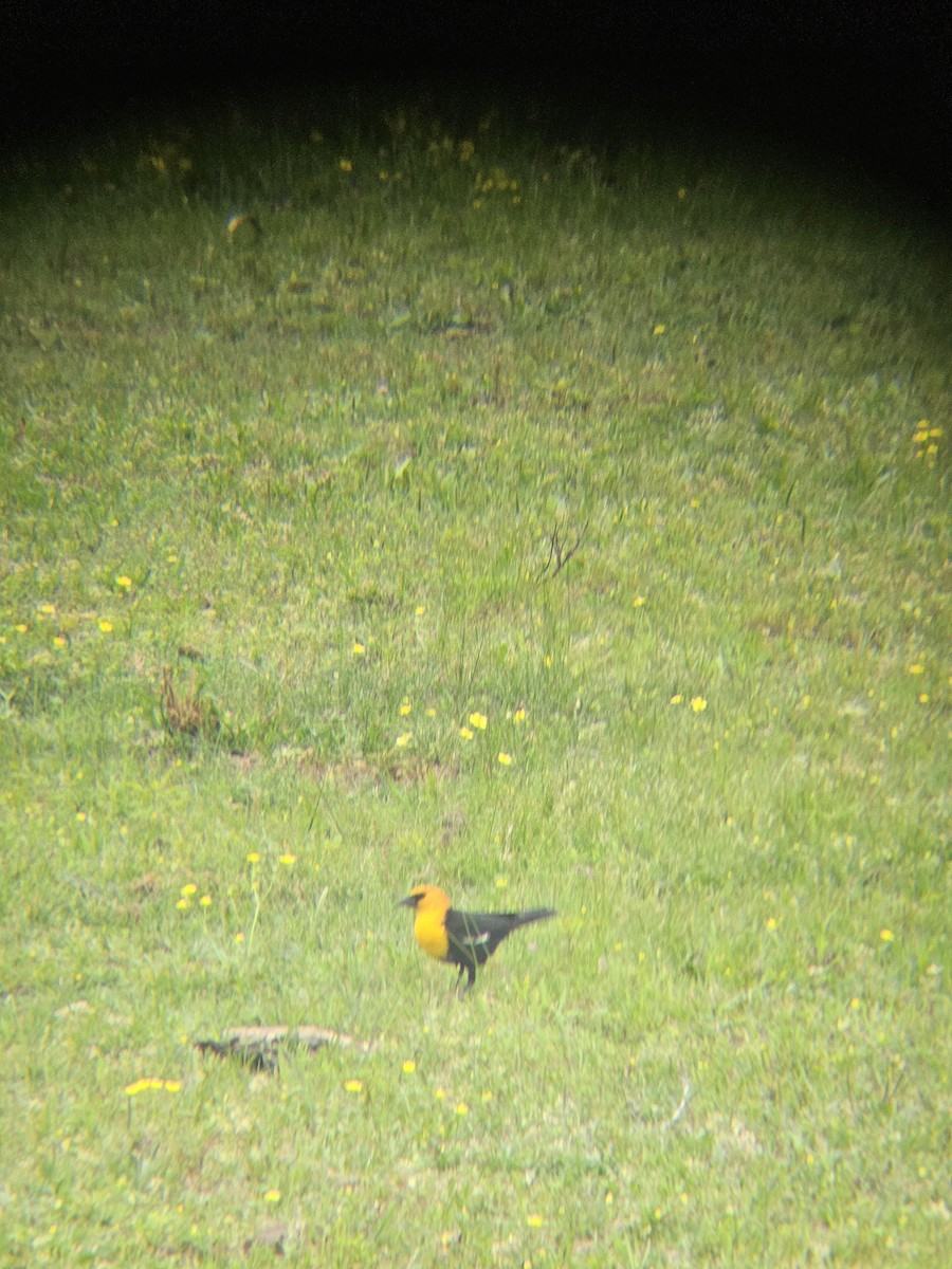 Yellow-headed Blackbird - ML634085721