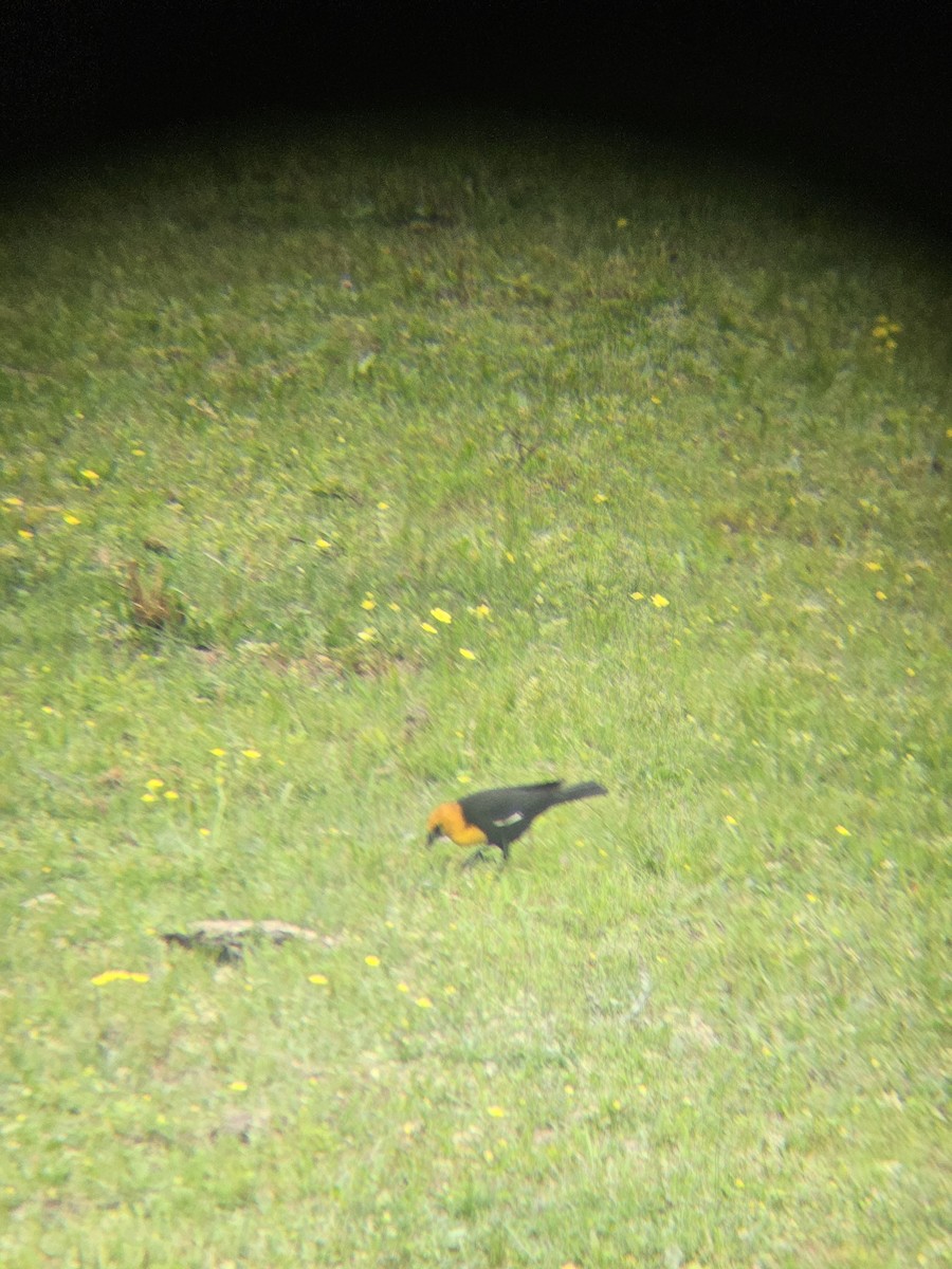 Yellow-headed Blackbird - ML634085722