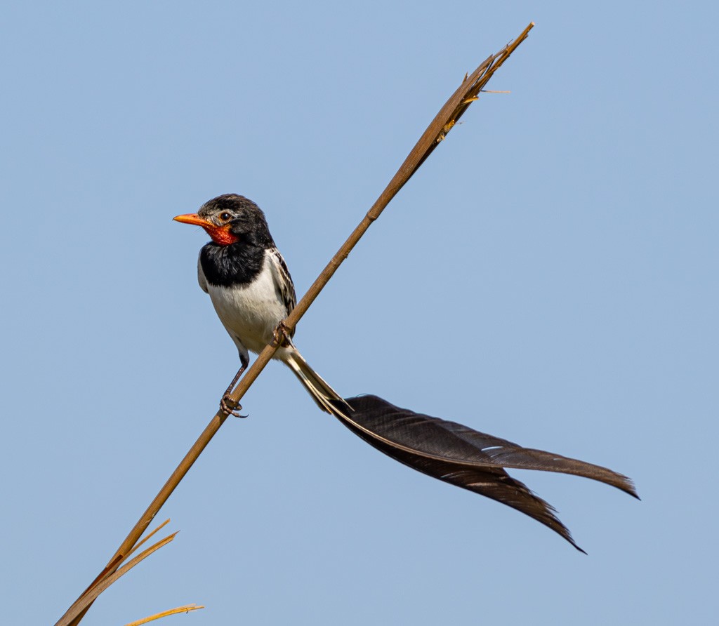 Strange-tailed Tyrant - ML634085728