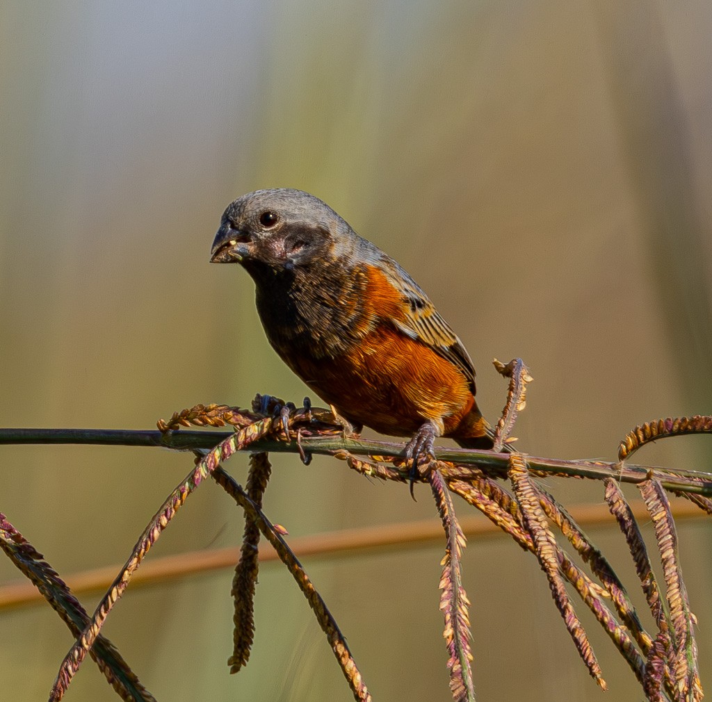 Dark-throated Seedeater - ML634085739