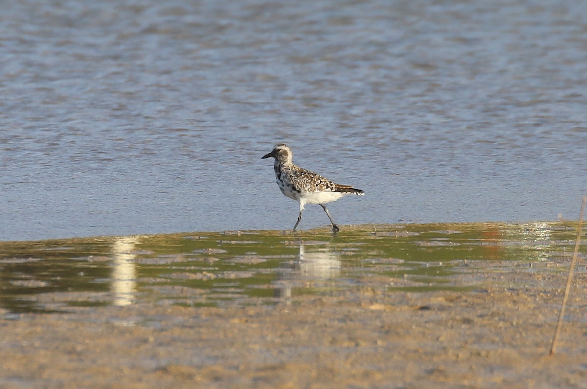 Black-bellied Plover - ML634085778
