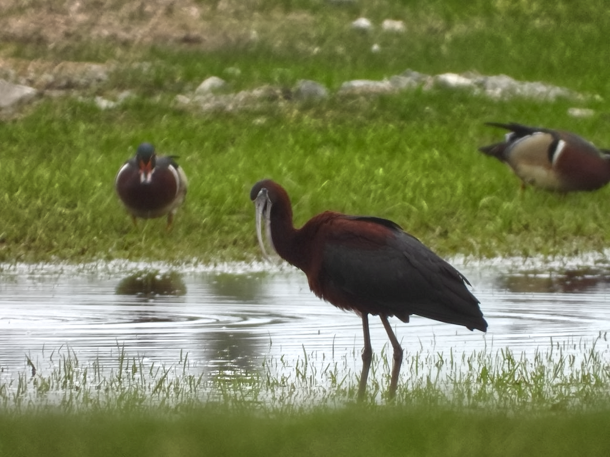 Glossy Ibis - ML634085779