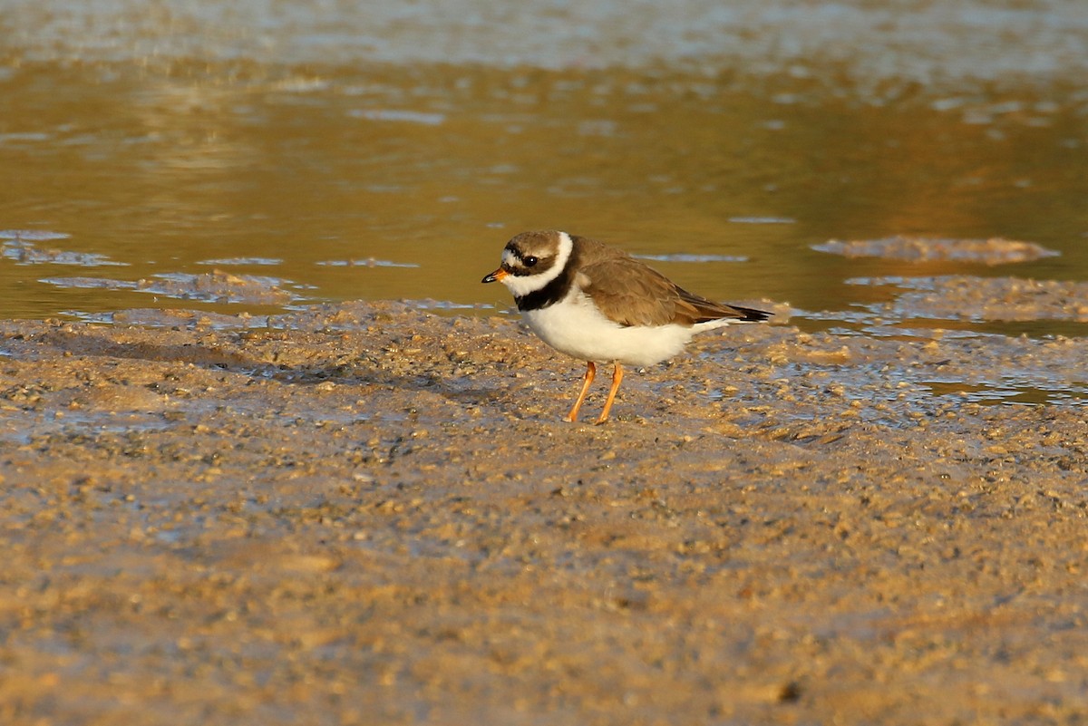 Common Ringed Plover - ML634085787