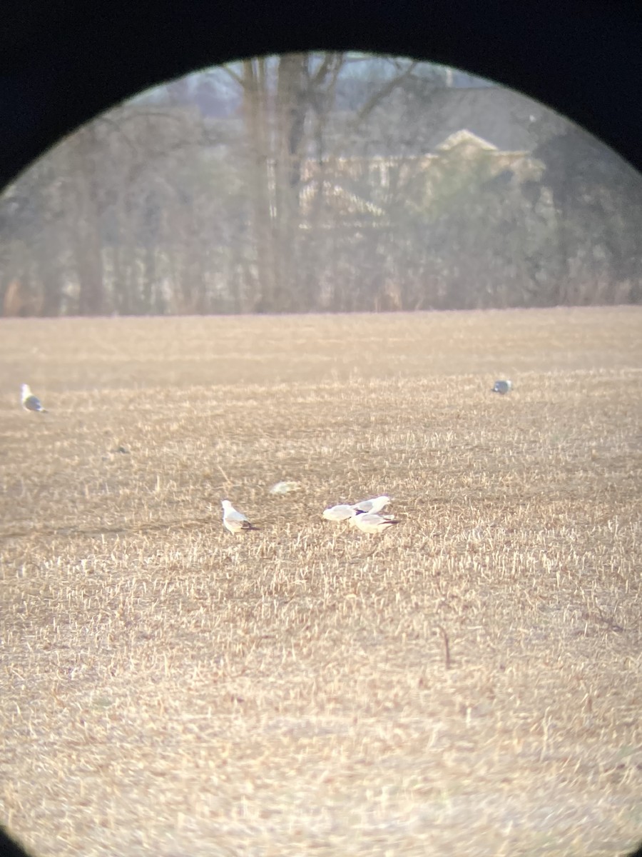 Lesser Black-backed Gull - ML634085802