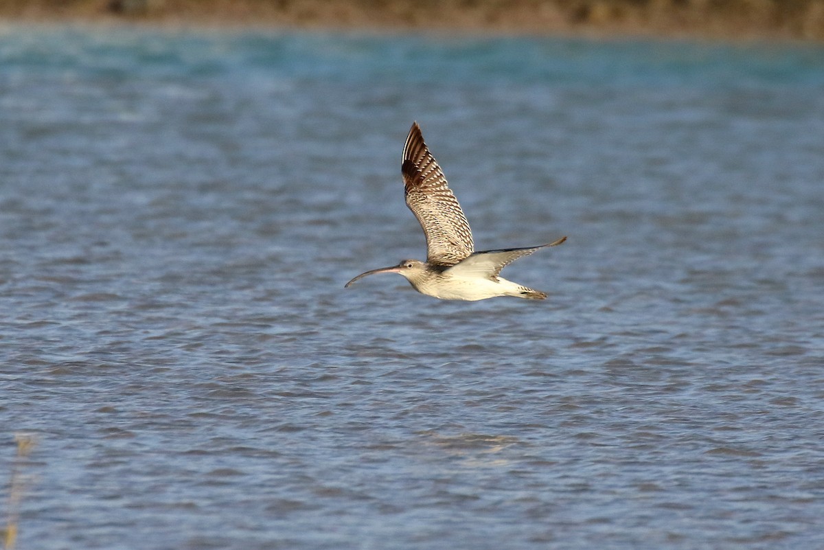 Eurasian Curlew - ML634085804