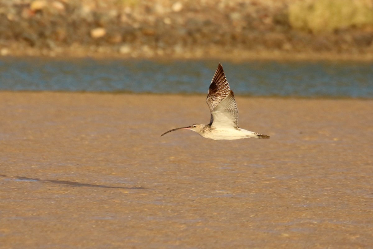 Eurasian Curlew - ML634085805
