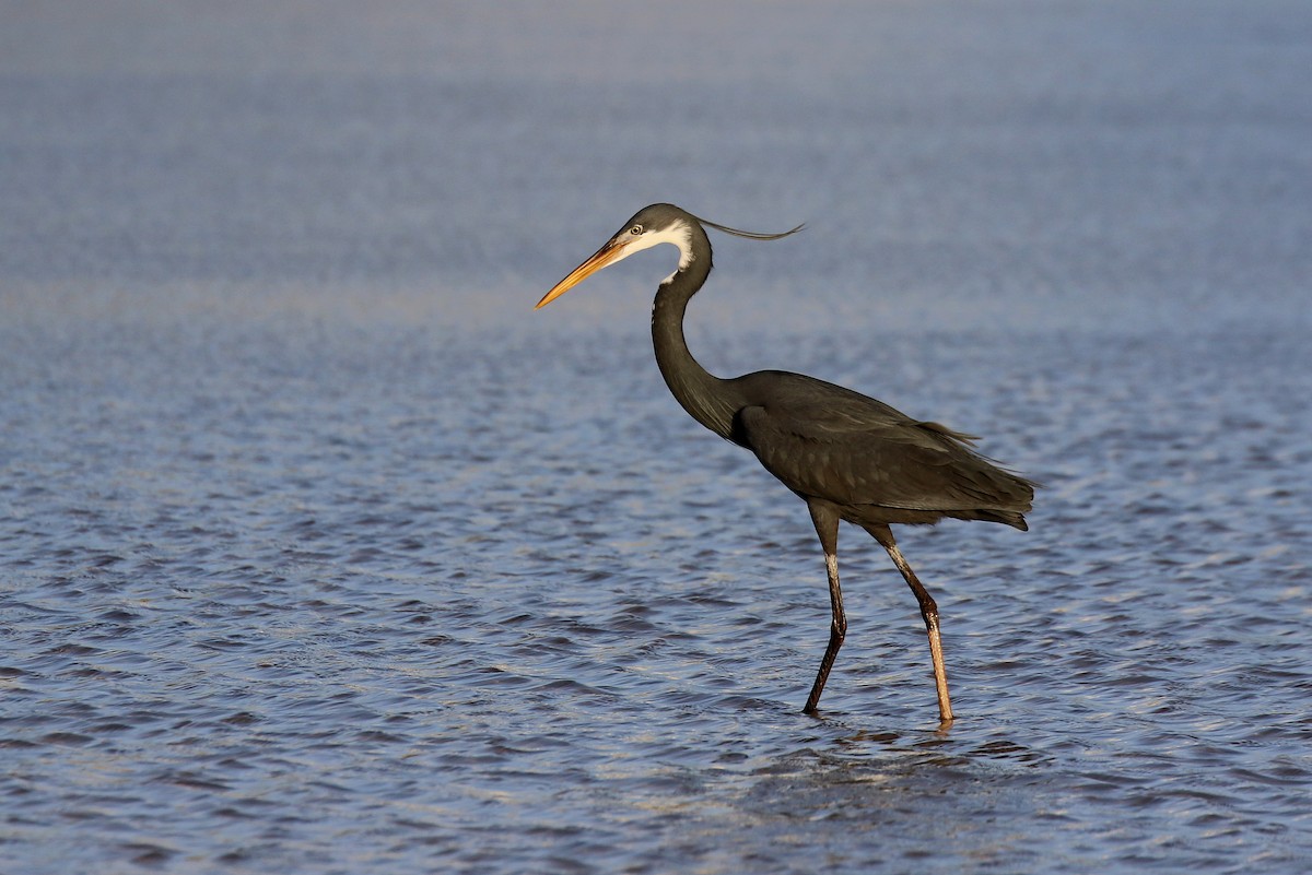 Western Reef-Heron - ML634085811