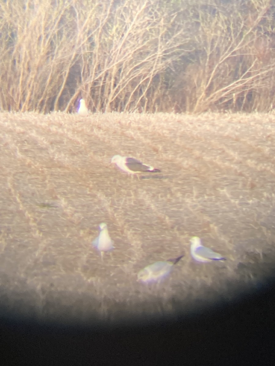 Lesser Black-backed Gull - ML634085834