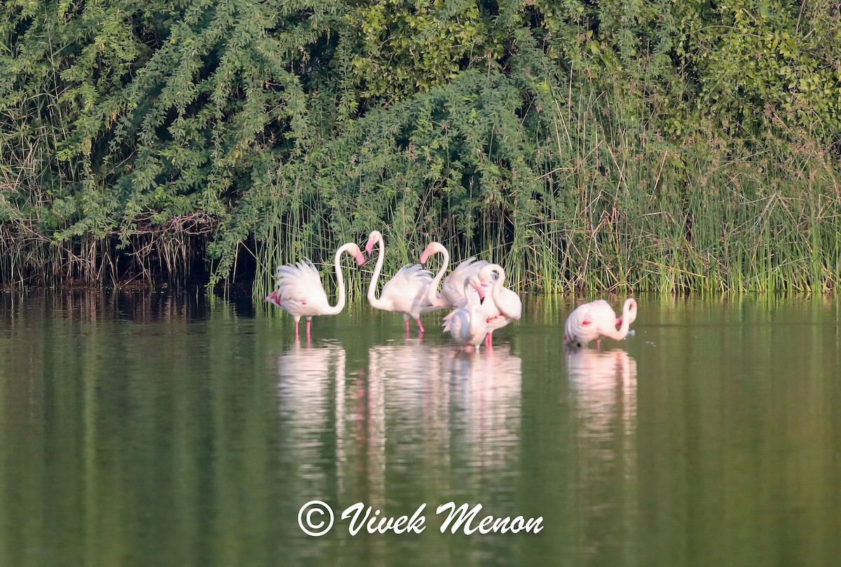 Greater Flamingo - ML634085921