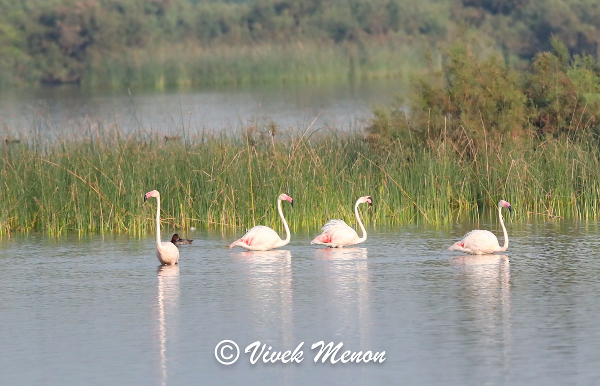 Greater Flamingo - ML634085922