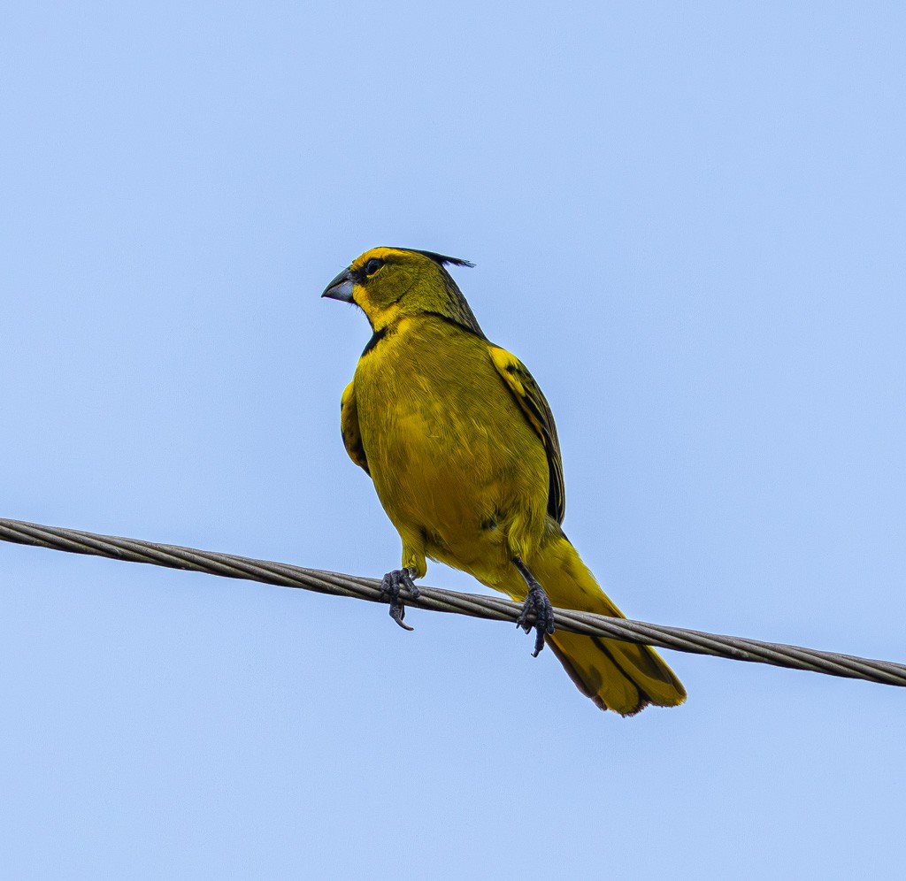 Yellow Cardinal - ML634085976