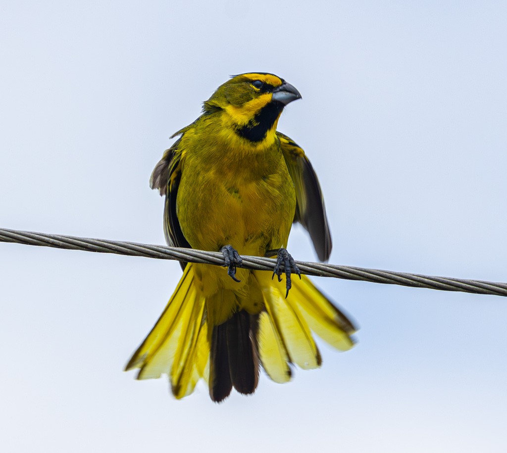 Yellow Cardinal - ML634085977