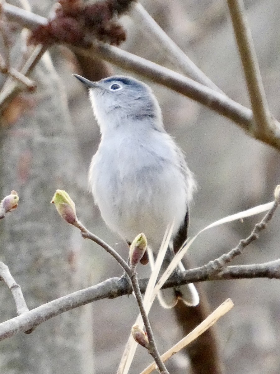 Blue-gray Gnatcatcher - ML634086111