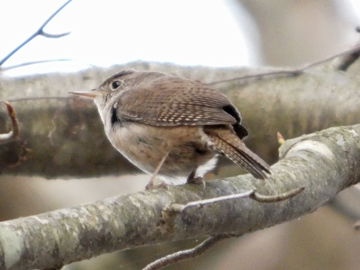 Northern House Wren - ML634086117
