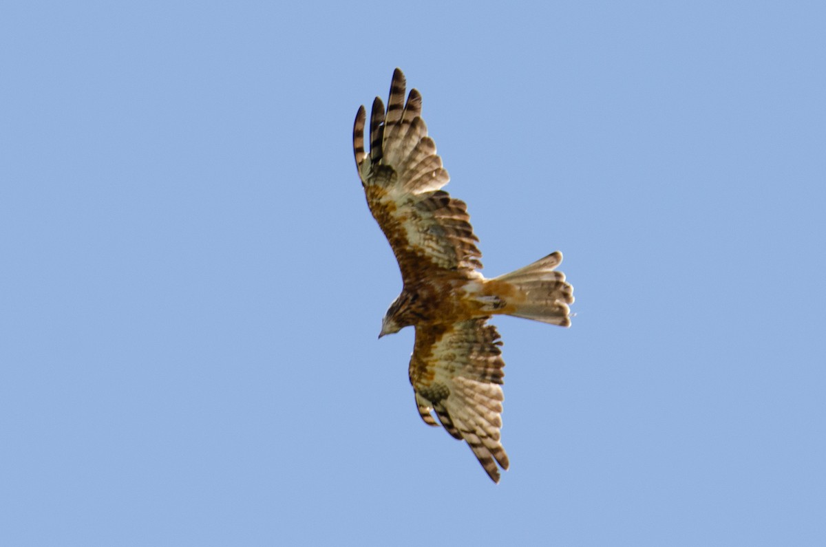 Square-tailed Kite - ML634086190