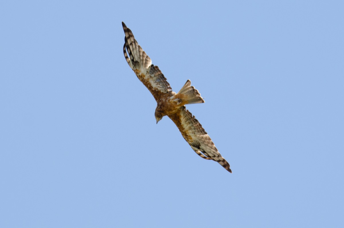 Square-tailed Kite - ML634086191