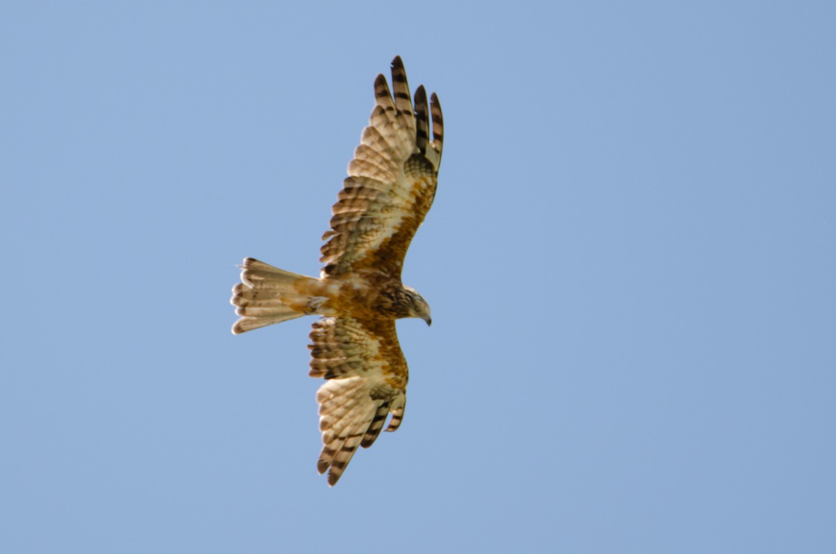 Square-tailed Kite - ML634086192