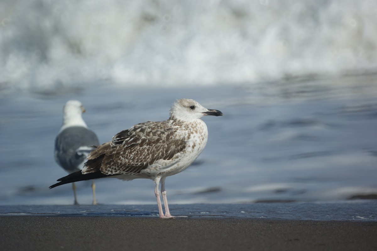 Lesser Black-backed Gull - ML634086223
