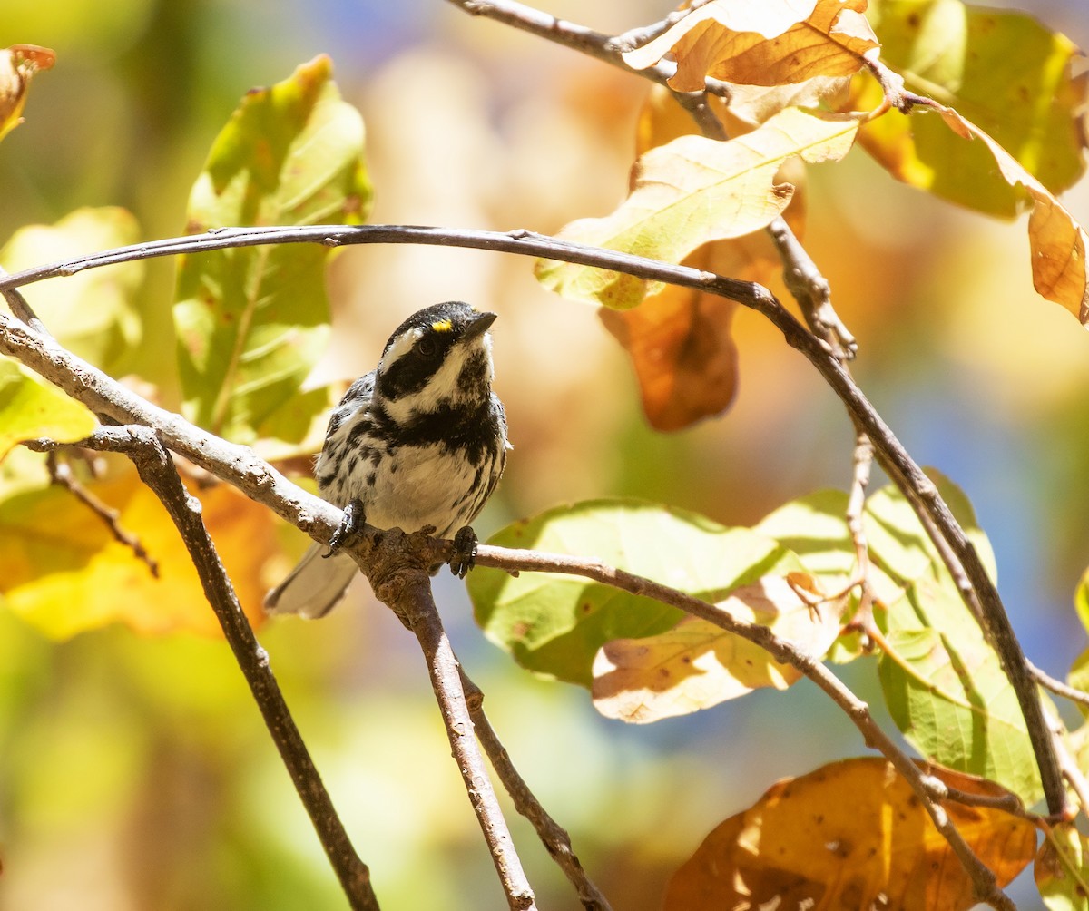 Black-throated Gray Warbler - ML634086232