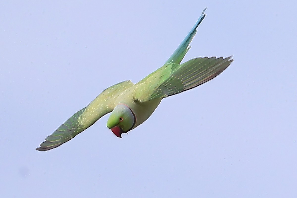 Rose-ringed Parakeet - ML634086239