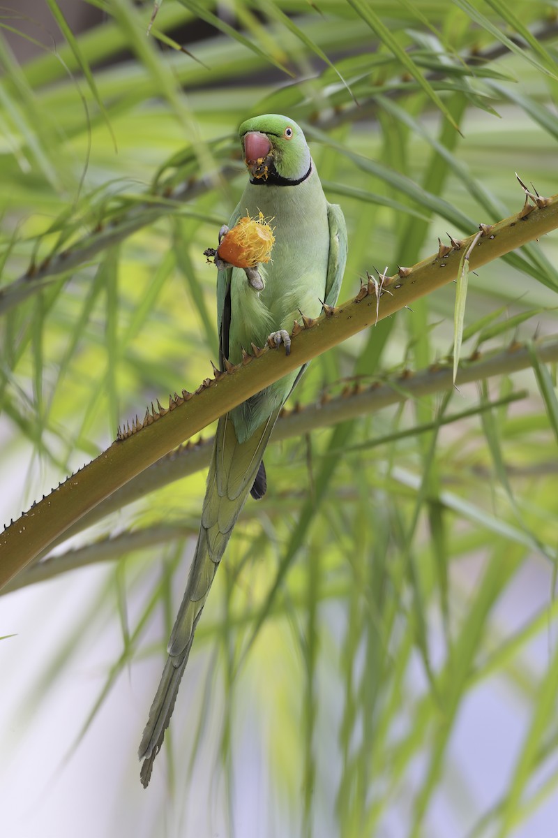 Rose-ringed Parakeet - ML634086263