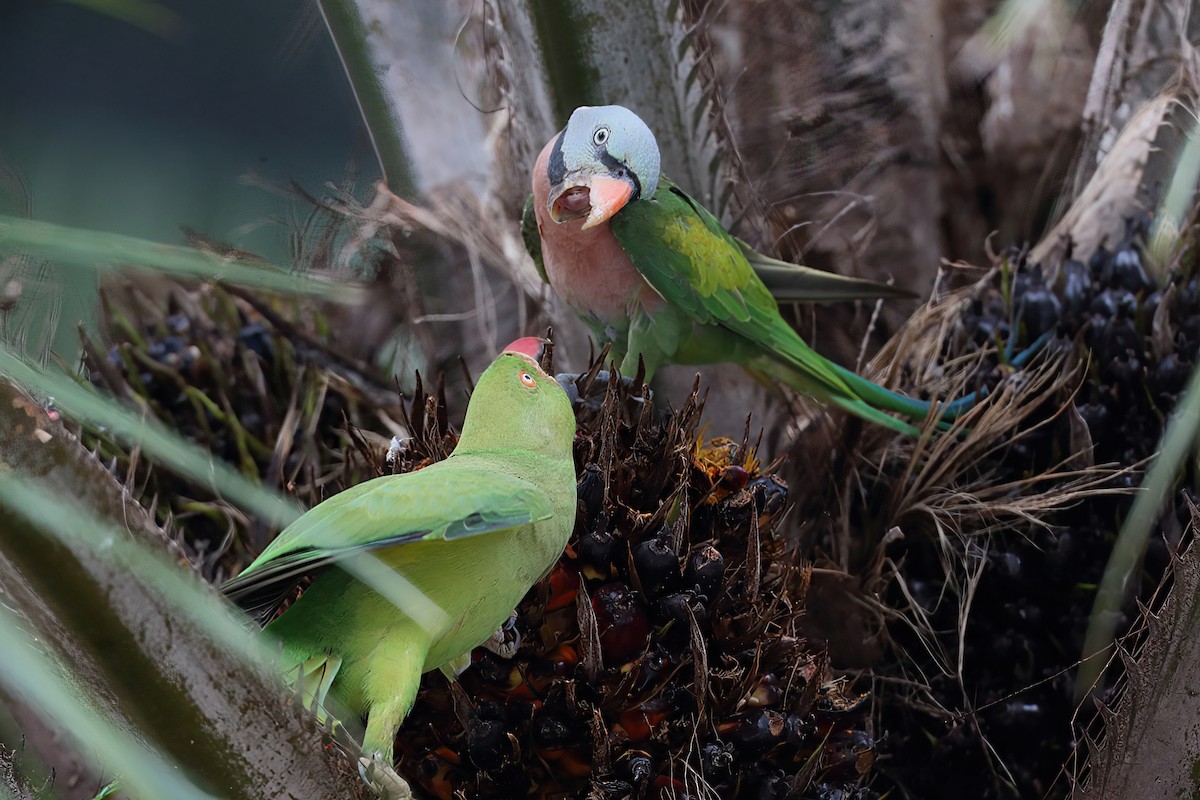 Red-breasted Parakeet - ML634086319