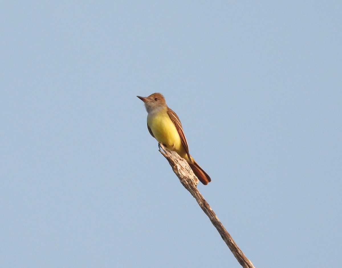 Great Crested Flycatcher - ML634086417