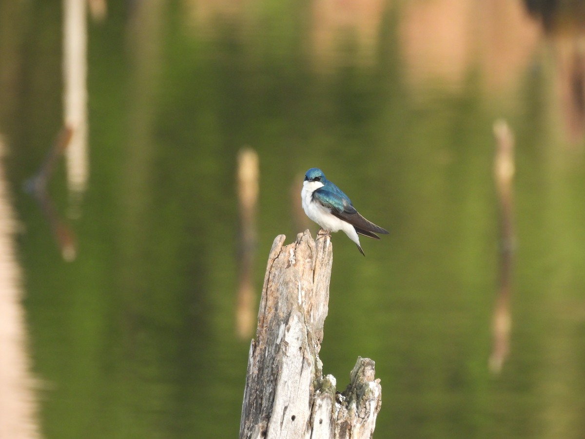 Tree Swallow - ML634086431
